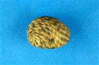 藏品(粗紋蜑螺)的圖片